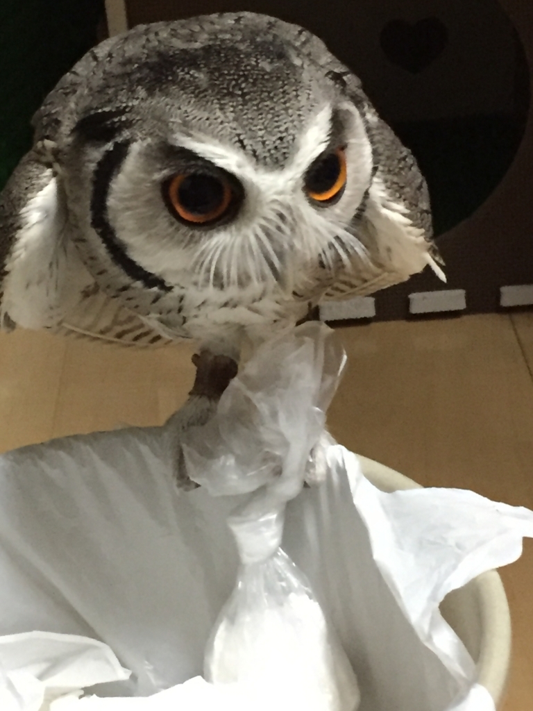 f:id:mkonohazuku:20171122004044j:plain f:id:mkonohazuku:20171122004044j:plain