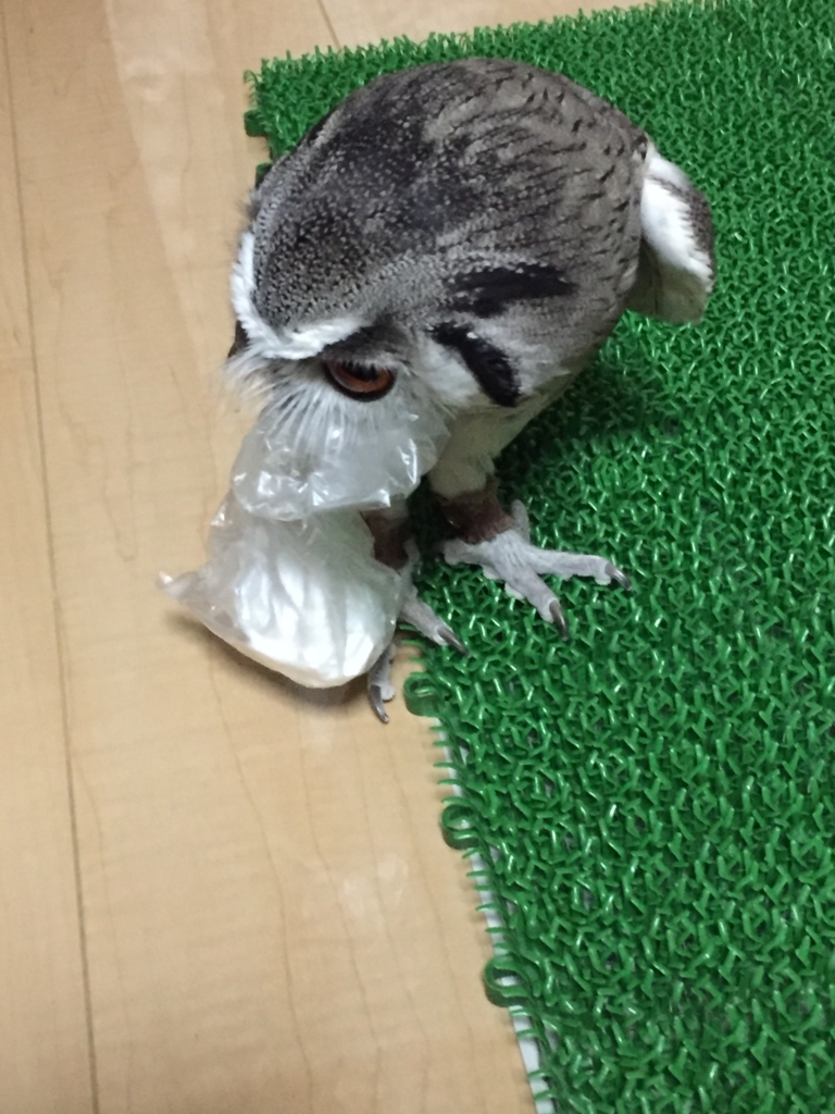 f:id:mkonohazuku:20171122004138j:plain f:id:mkonohazuku:20171122004138j:plain