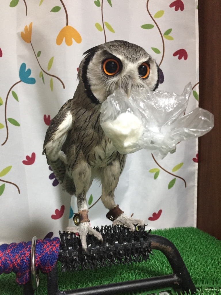 f:id:mkonohazuku:20171122004243j:plain f:id:mkonohazuku:20171122004243j:plain