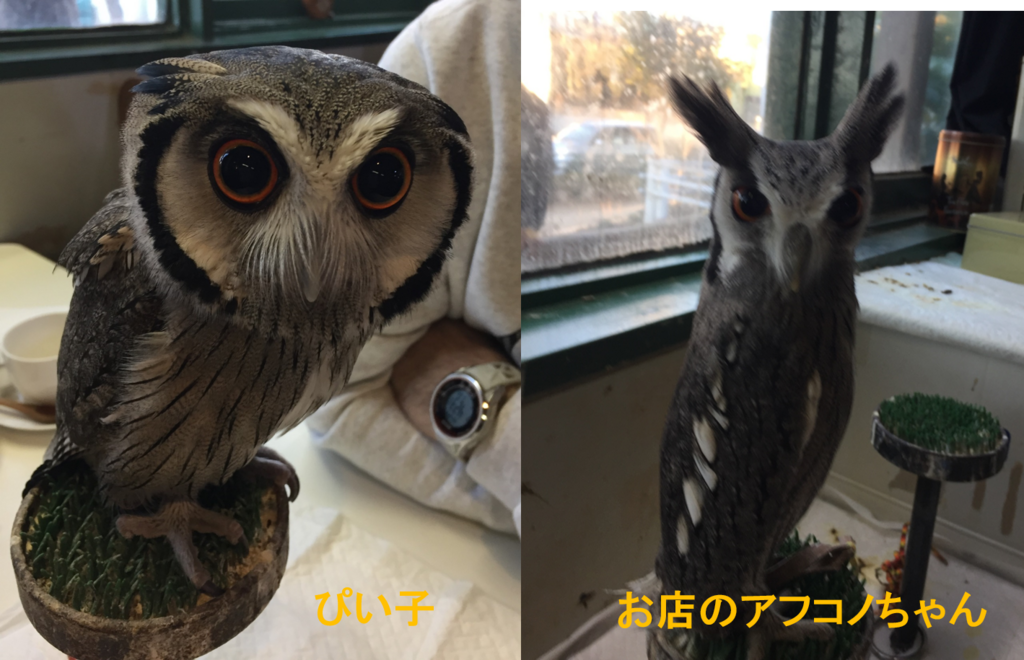 f:id:mkonohazuku:20180115010020p:plain