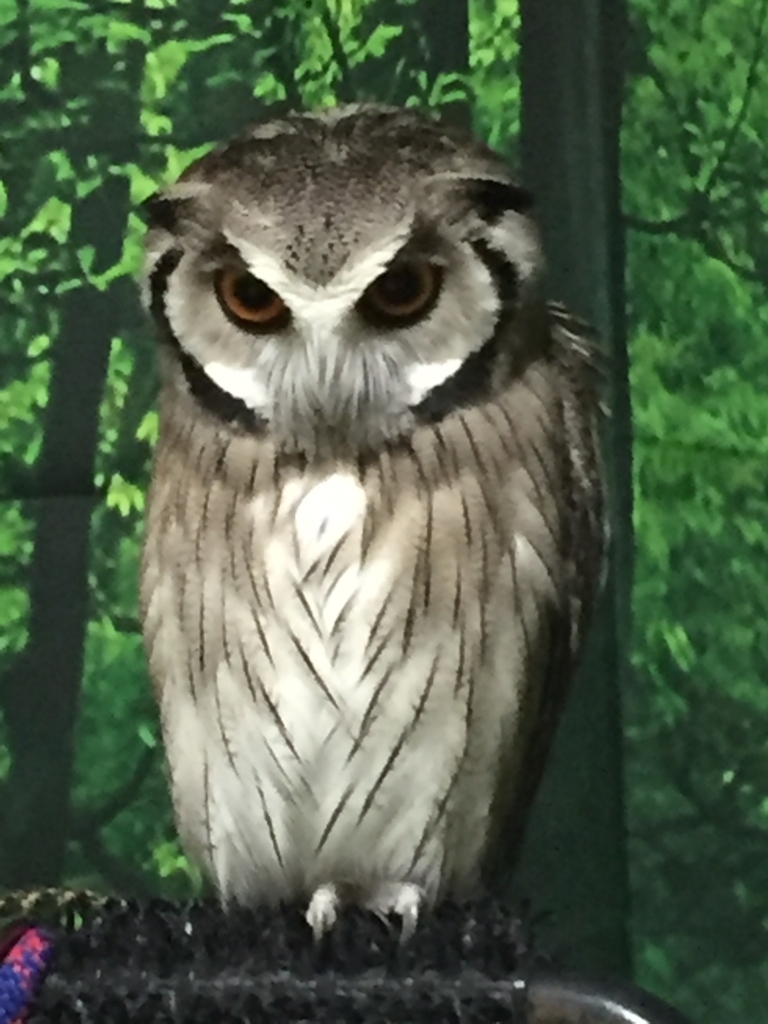 f:id:mkonohazuku:20180124005116j:plain f:id:mkonohazuku:20180124005116j:plain