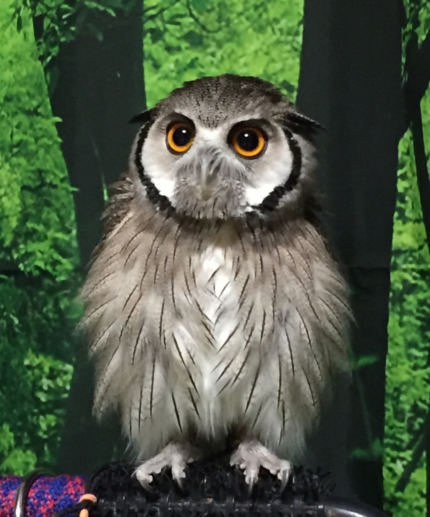 f:id:mkonohazuku:20180401112839j:plain f:id:mkonohazuku:20180401112839j:plain