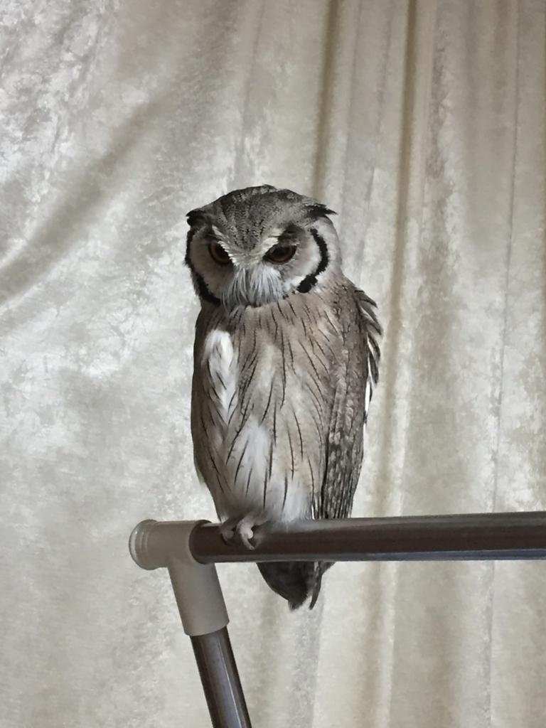 f:id:mkonohazuku:20180612014107j:plain