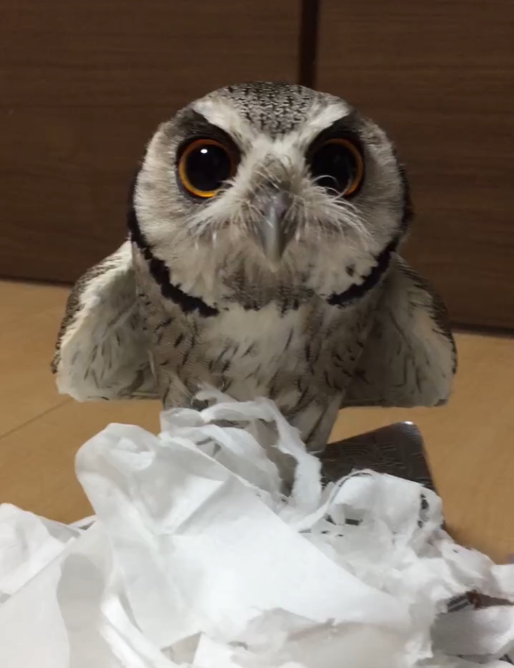 f:id:mkonohazuku:20180715030105j:plain