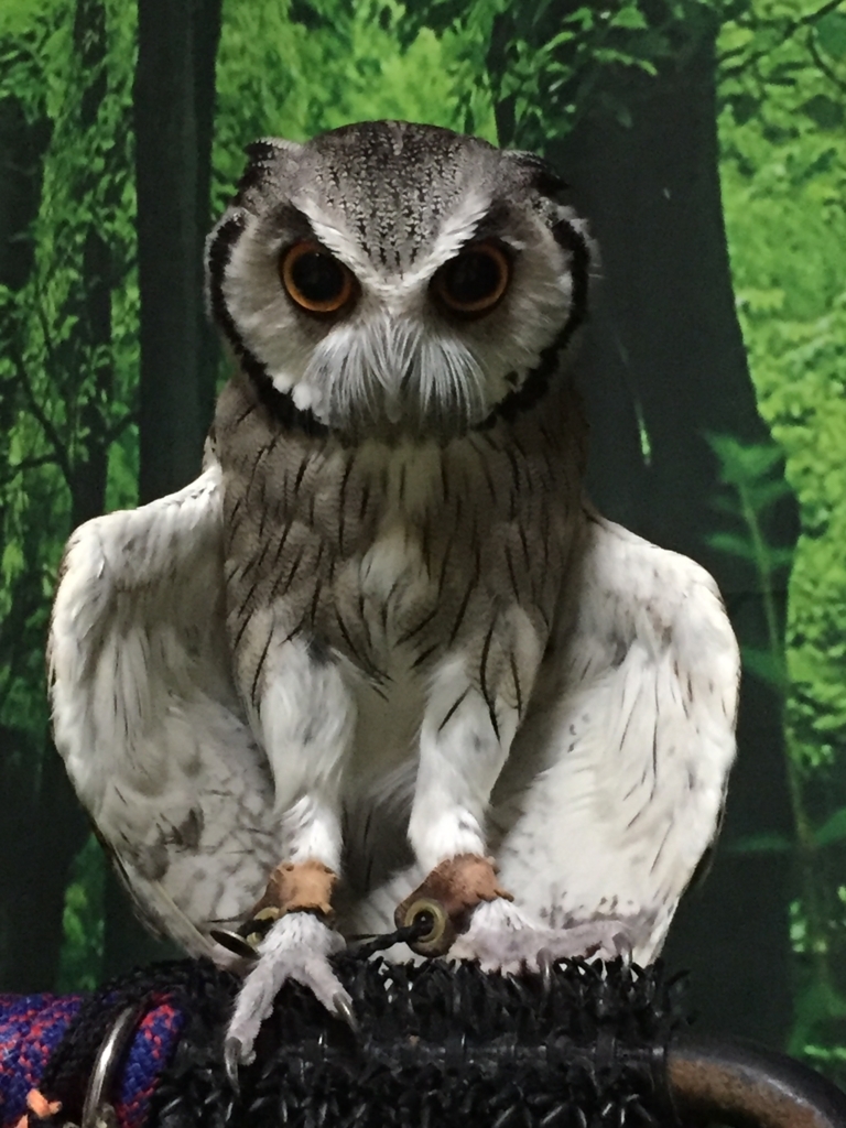 f:id:mkonohazuku:20180715032849j:plain