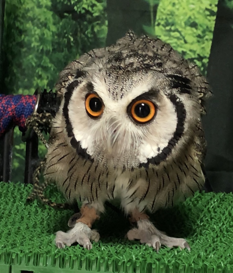 f:id:mkonohazuku:20180718215525j:plain