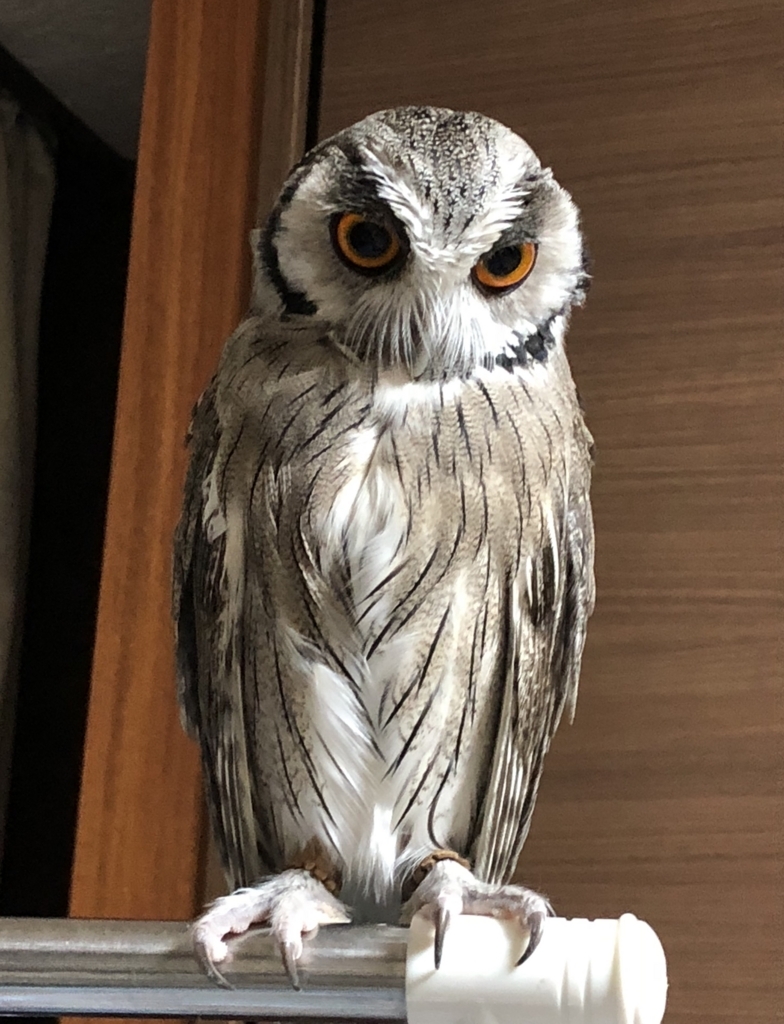 f:id:mkonohazuku:20180718215602j:plain