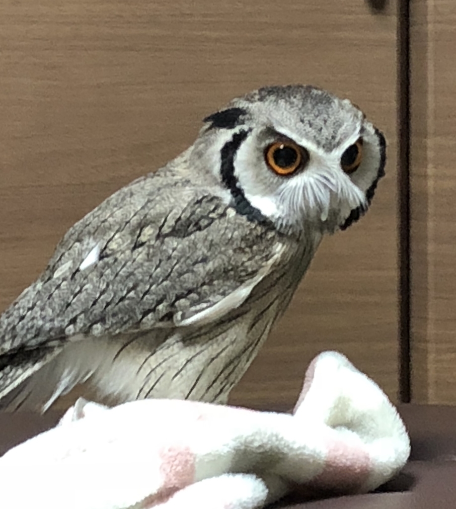 f:id:mkonohazuku:20181009014100j:plain