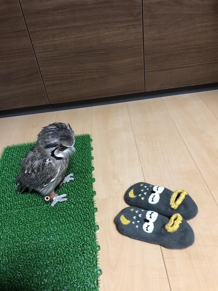 f:id:mkonohazuku:20181015001927j:plain