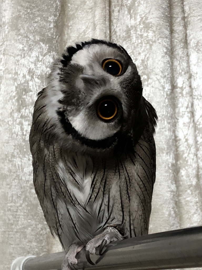 スイートポテトの折り込みパンと首をかしげるぴい子さん パンとフクロウ 自家製天然酵母