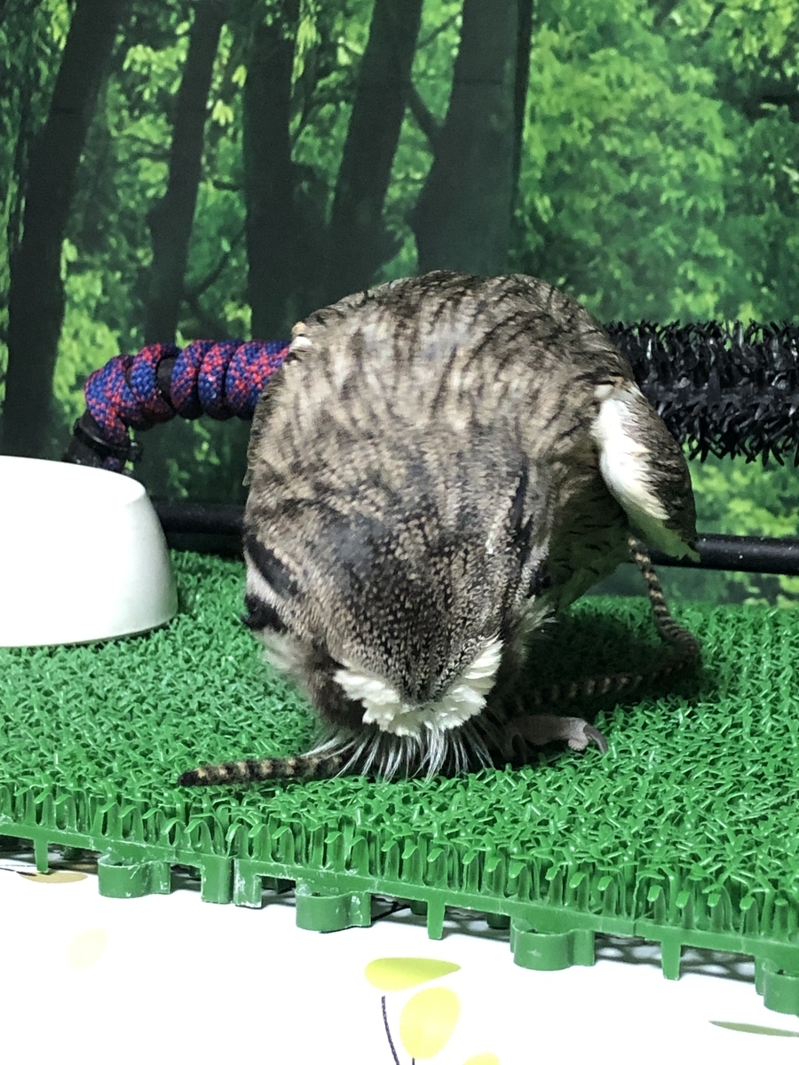 f:id:mkonohazuku:20190314014623j:plain