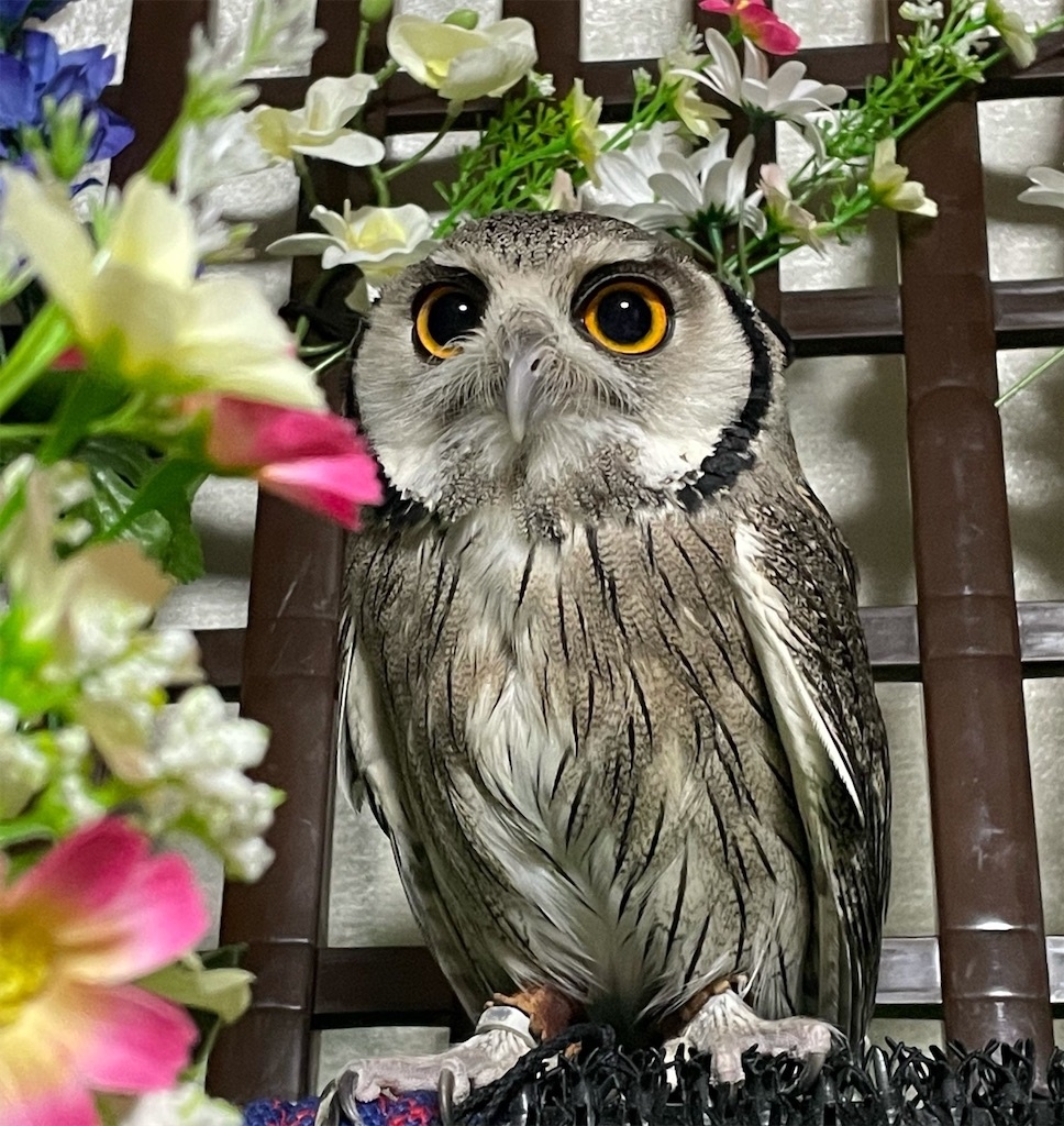 ぴい子さん5歳の誕生日 と 掛川花鳥園のポポちゃん パンとフクロウ 自家製天然酵母 ぴい子さん5歳の誕生日 と 掛川花鳥園のポポちゃん パンとフクロウ 自家製天然酵母
