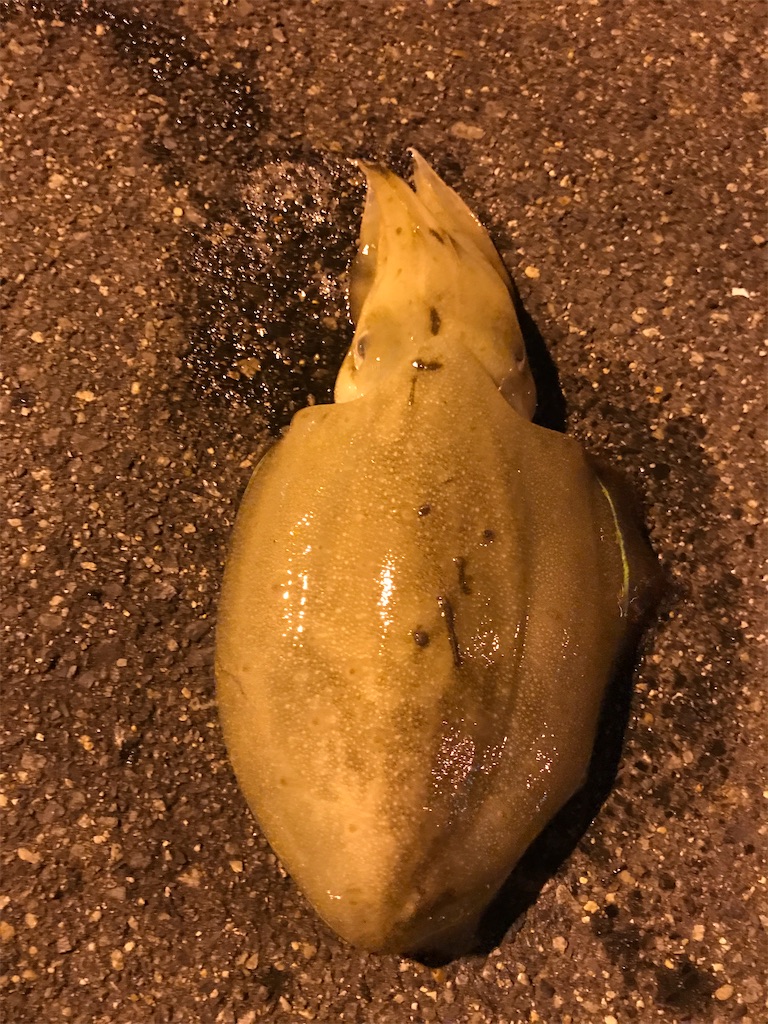 コウイカとは 動植物の人気 最新記事を集めました はてな コウイカとは 動植物の人気 最新記事を集めました はてな