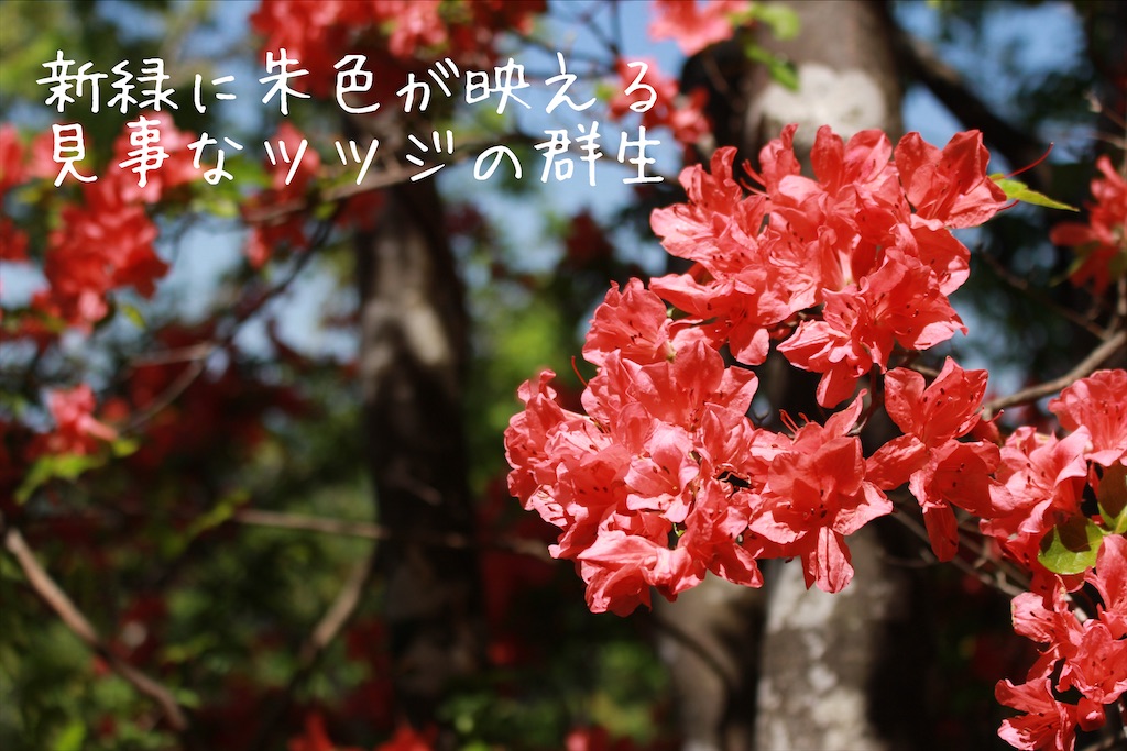 f:id:mkt_amr:20210622151648j:image f:id:mkt_amr:20210622151648j:image