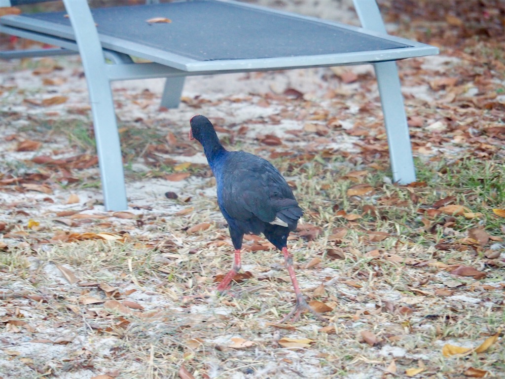 f:id:mlc510:20190411105558j:image f:id:mlc510:20190411105558j:image