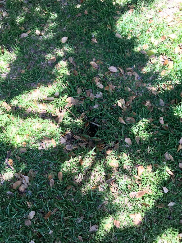 f:id:mlc510:20190411105637j:image f:id:mlc510:20190411105637j:image