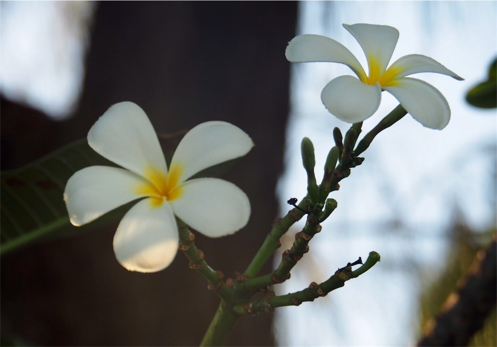 f:id:mlc510:20190411112333j:image f:id:mlc510:20190411112333j:image