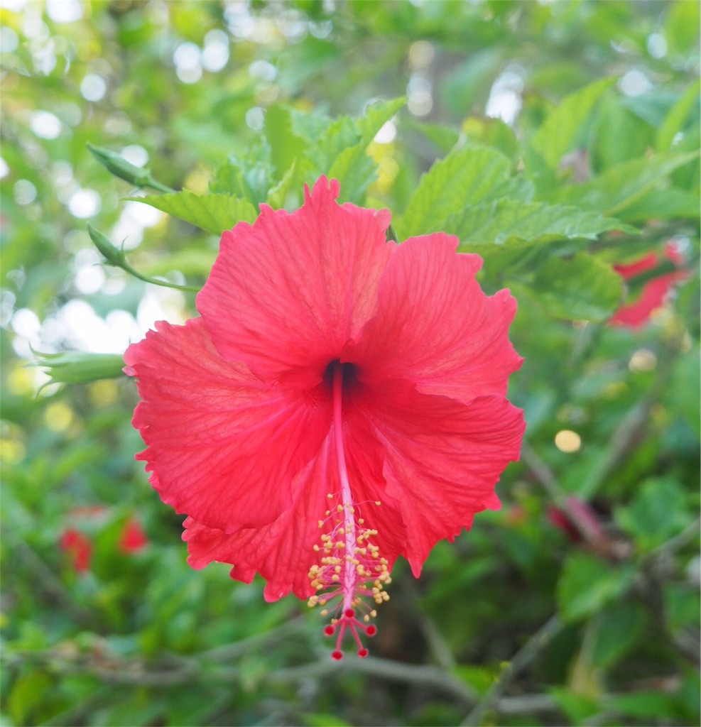 f:id:mlc510:20190411112336j:image f:id:mlc510:20190411112336j:image