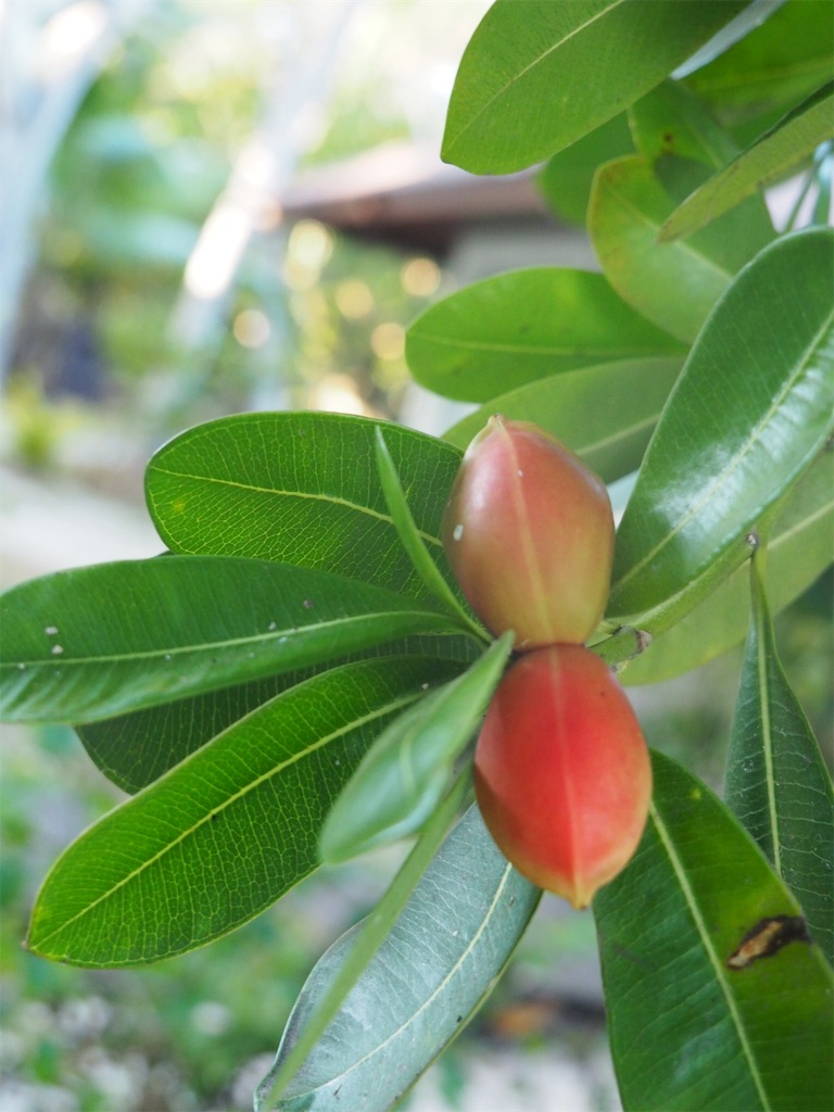 f:id:mlc510:20190411112623j:image f:id:mlc510:20190411112623j:image