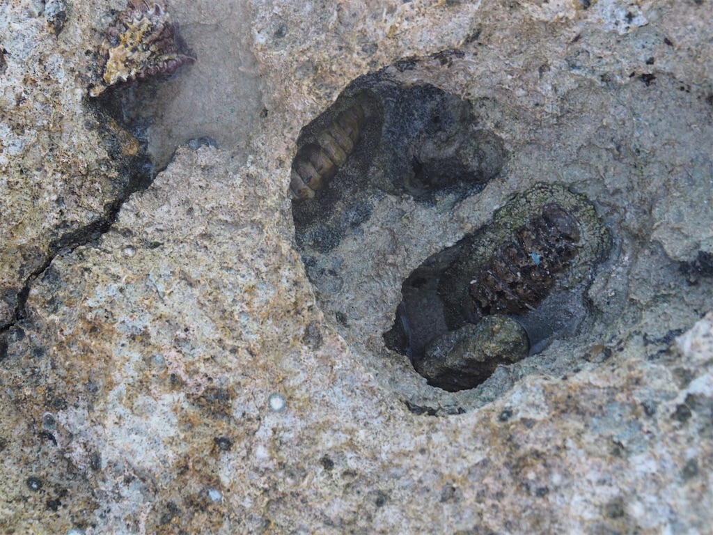 f:id:mlc510:20190415175331j:image