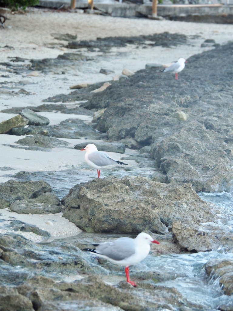 f:id:mlc510:20190415175415j:image f:id:mlc510:20190415175415j:image