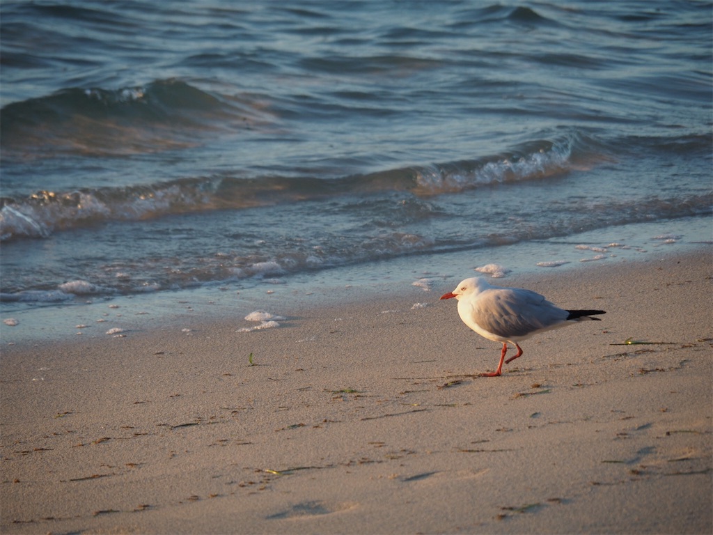 f:id:mlc510:20190415175430j:image f:id:mlc510:20190415175430j:image