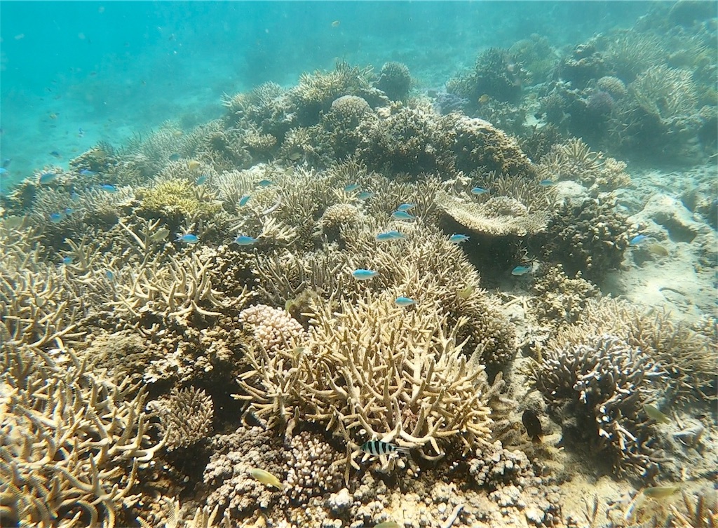 f:id:mlc510:20190416172056j:image f:id:mlc510:20190416172056j:image