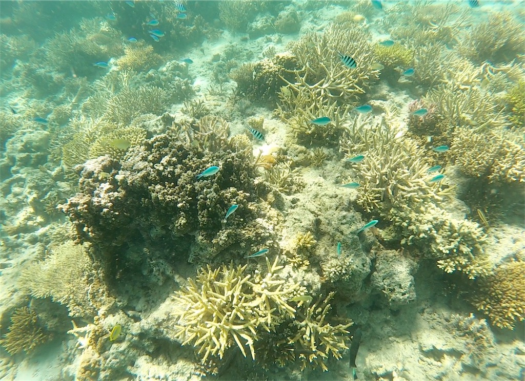 f:id:mlc510:20190416172108j:image f:id:mlc510:20190416172108j:image