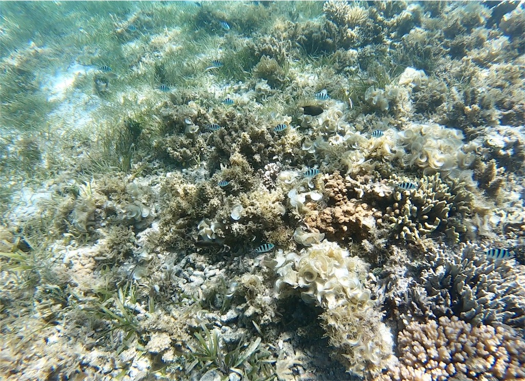 f:id:mlc510:20190416172116j:image f:id:mlc510:20190416172116j:image