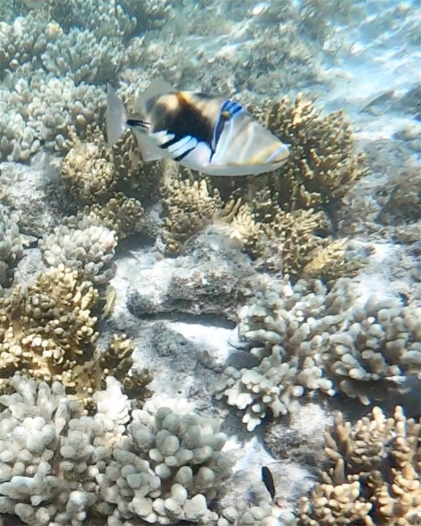 f:id:mlc510:20190416172129j:image f:id:mlc510:20190416172129j:image