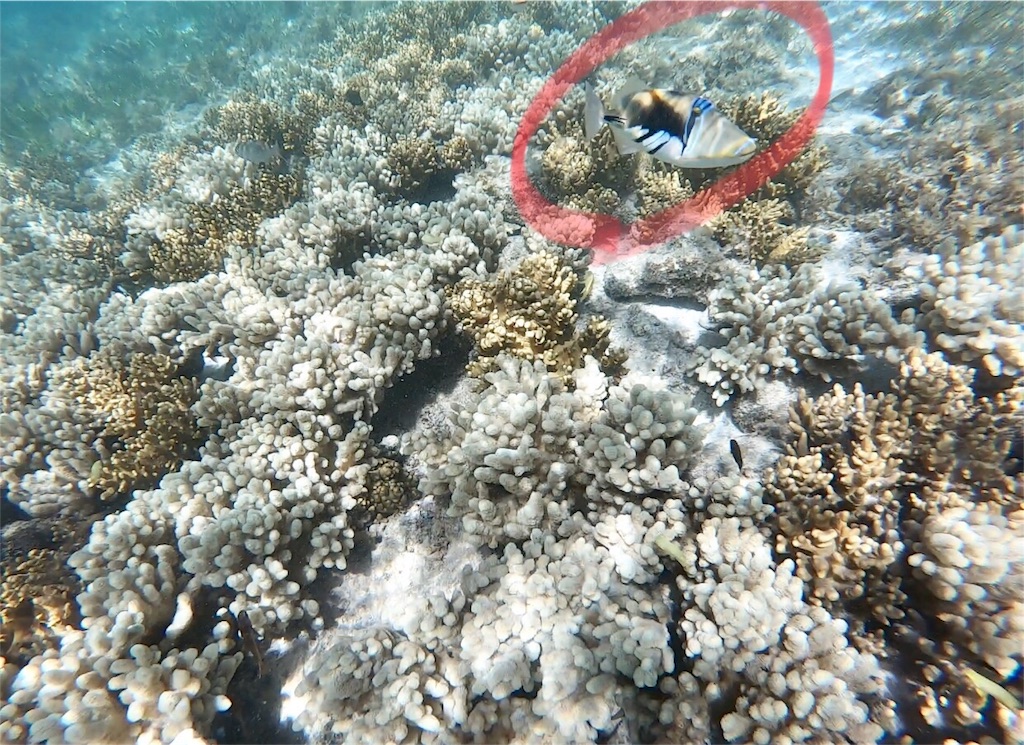 f:id:mlc510:20190416172135j:image f:id:mlc510:20190416172135j:image