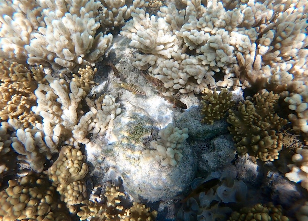 f:id:mlc510:20190416172144j:image f:id:mlc510:20190416172144j:image