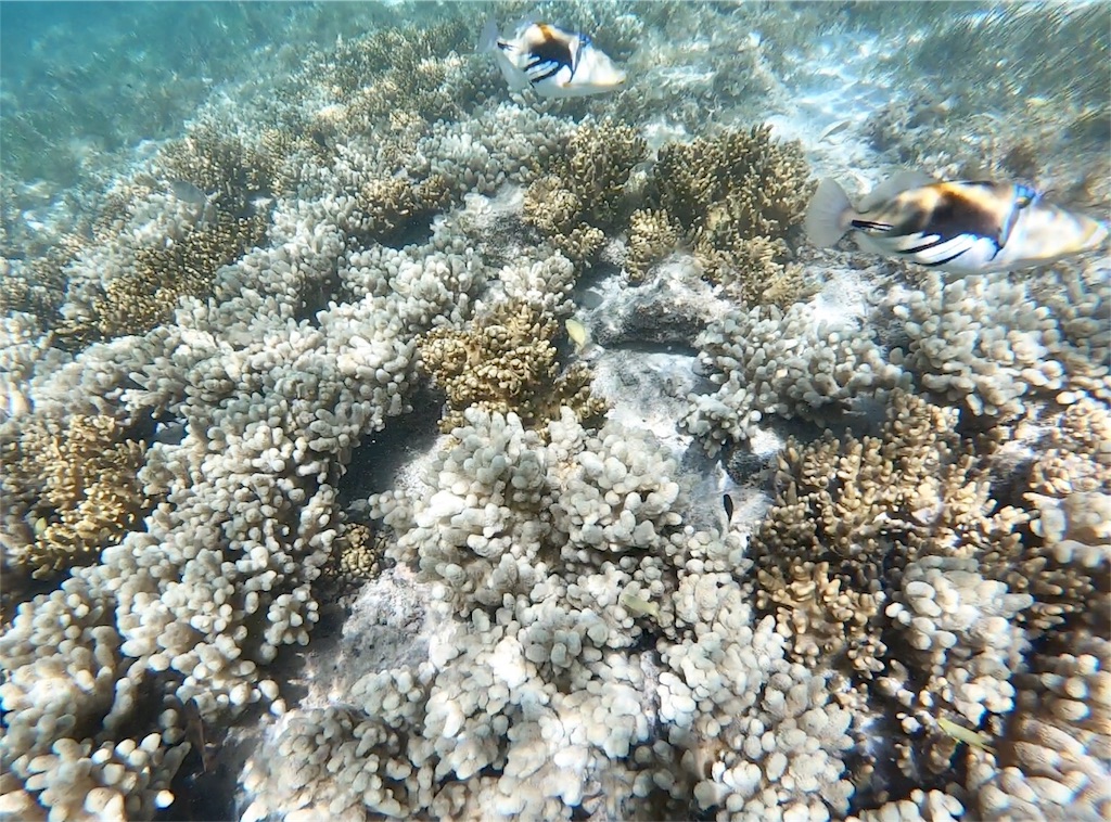 f:id:mlc510:20190416172149j:image f:id:mlc510:20190416172149j:image