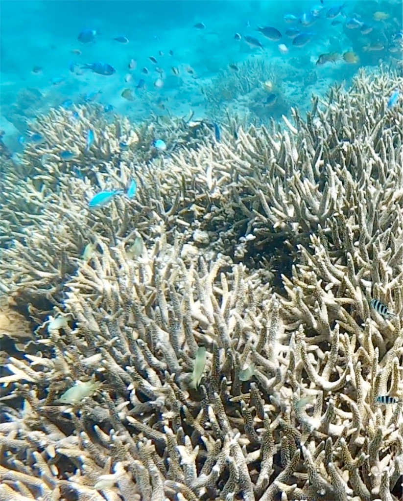 f:id:mlc510:20190416172154j:image f:id:mlc510:20190416172154j:image