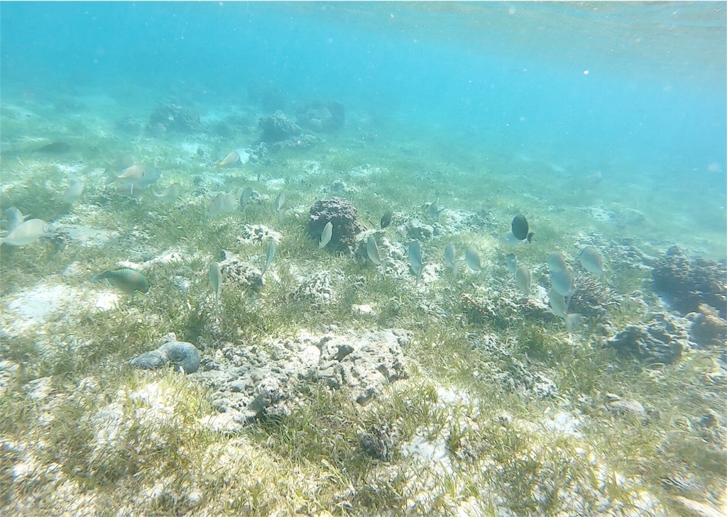 f:id:mlc510:20190416172207j:image f:id:mlc510:20190416172207j:image