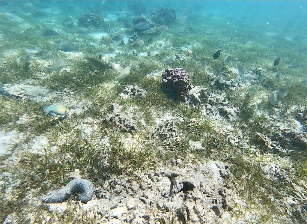 f:id:mlc510:20190416172211j:image f:id:mlc510:20190416172211j:image