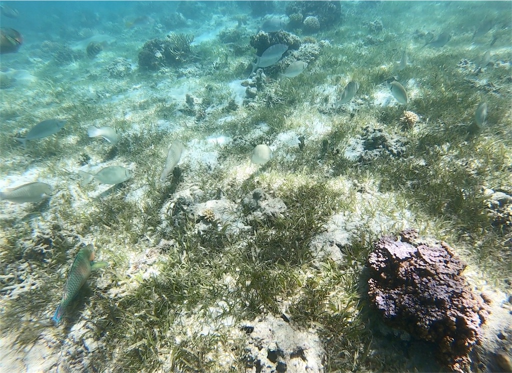 f:id:mlc510:20190416172221j:image f:id:mlc510:20190416172221j:image