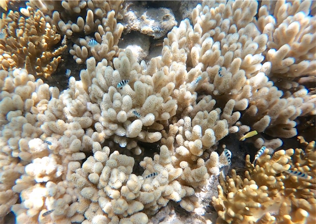 f:id:mlc510:20190416172229j:image f:id:mlc510:20190416172229j:image