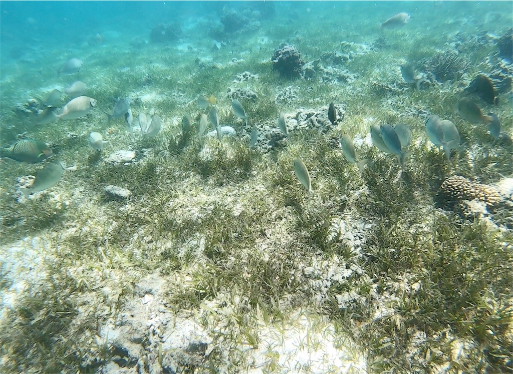 f:id:mlc510:20190416172239j:image f:id:mlc510:20190416172239j:image