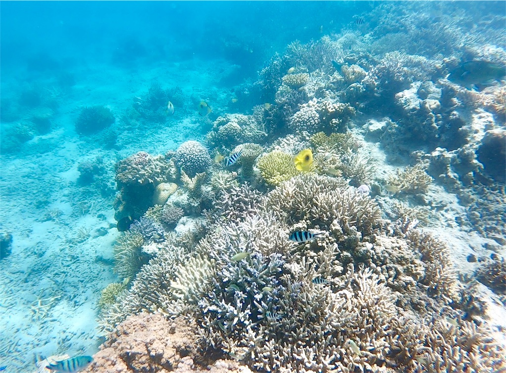 f:id:mlc510:20190416172249j:image f:id:mlc510:20190416172249j:image