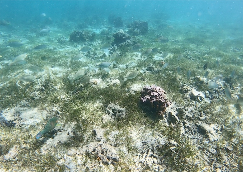 f:id:mlc510:20190416172253j:image f:id:mlc510:20190416172253j:image