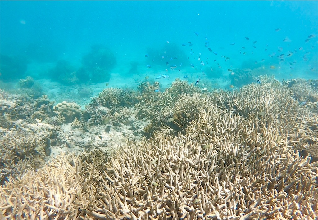 f:id:mlc510:20190416172257j:image f:id:mlc510:20190416172257j:image