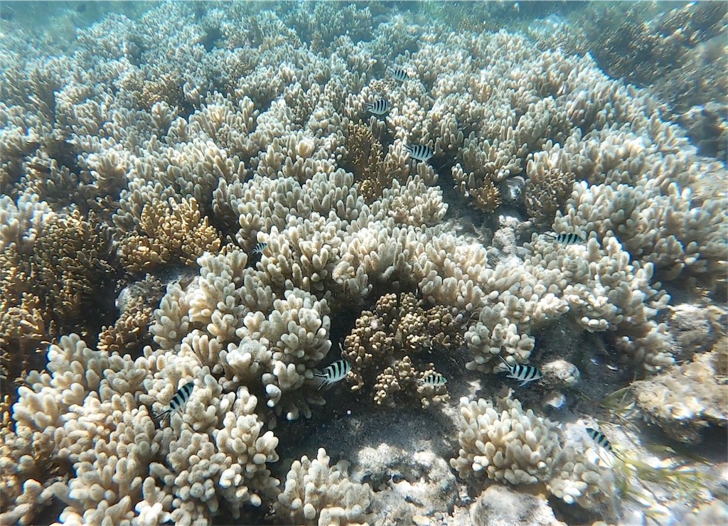 f:id:mlc510:20190416172302j:image f:id:mlc510:20190416172302j:image