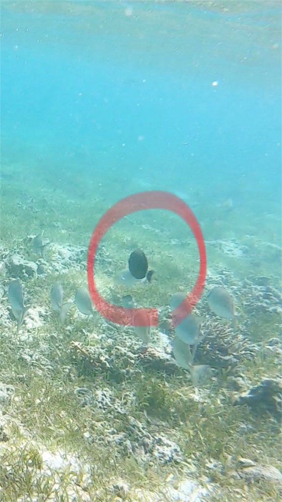 f:id:mlc510:20190416180049j:image f:id:mlc510:20190416180049j:image