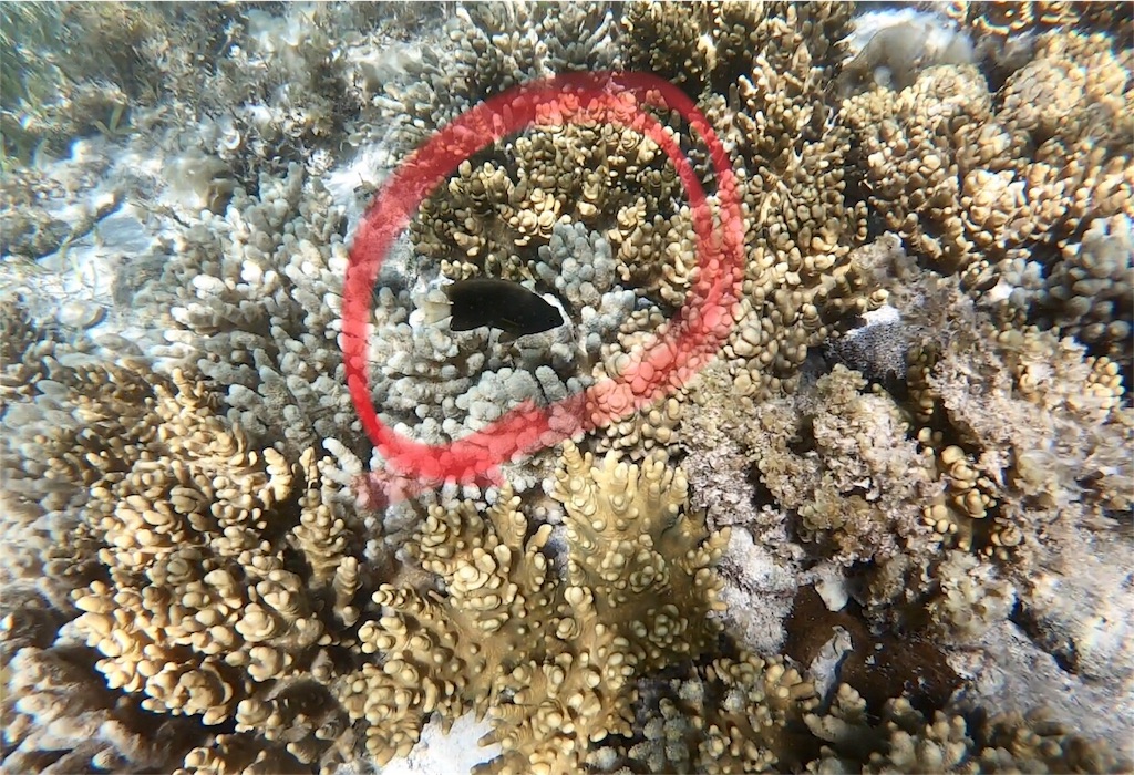 f:id:mlc510:20190416184019j:image f:id:mlc510:20190416184019j:image