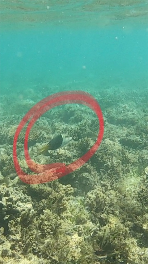 f:id:mlc510:20190416184239j:image f:id:mlc510:20190416184239j:image