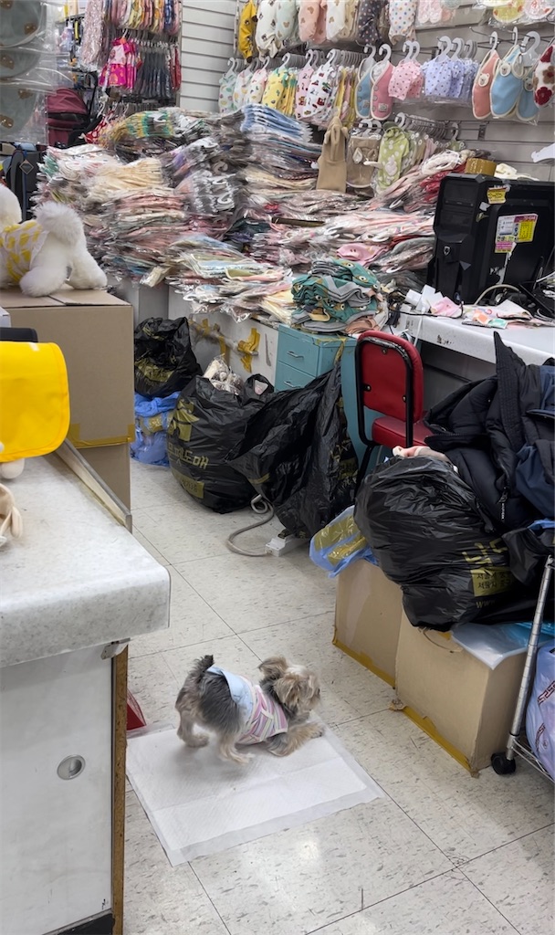 f:id:mlc510:20230905111546j:image f:id:mlc510:20230905111546j:image