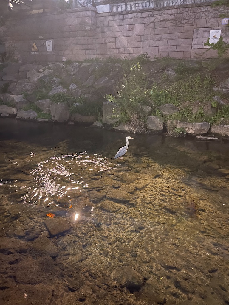 f:id:mlc510:20240710151527j:image
