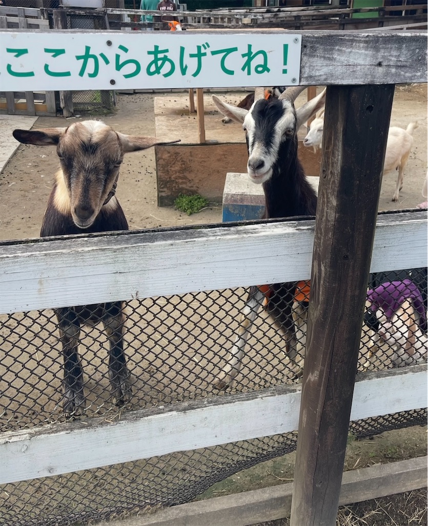 f:id:mlc510:20251206164253j:image