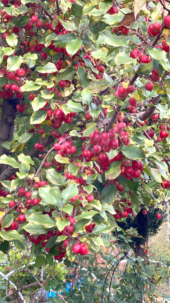f:id:mlc510:20260302071616j:image